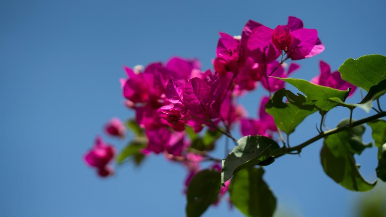 פאלם ביץ' Costa Esmeralda Village מראה חיצוני תמונה